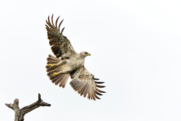 Take off of a Tawny Eagle. This Tawny Eagle (Aquila rapax) was flying away frm a tree in the Kruger National Park in South Africa