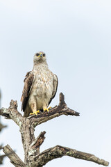 Take off of a Tawny Eagle. This Tawny Eagle (Aquila rapax) was flying away frm a tree in the Kruger National Park in South Africa