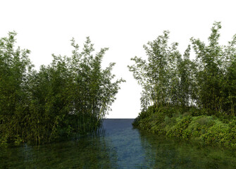 3D render bamboo forest and meadow on transparent background