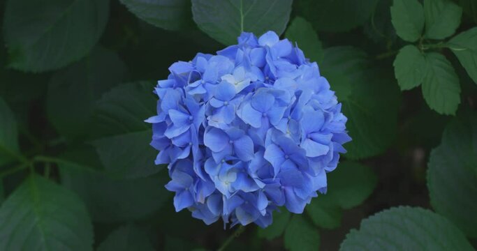 A hydrangea flower at the garden in the public park handheld