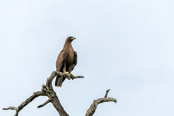 Take off of a Tawny Eagle. This Tawny Eagle (Aquila rapax) was flying away frm a tree in the Kruger...