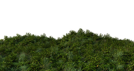 3D render bamboo forest and meadow on transparent background