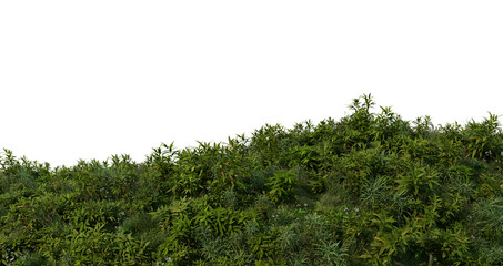 Fototapeta premium 3D render bamboo forest and meadow on transparent background