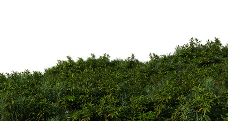 3D render bamboo forest and meadow on transparent background