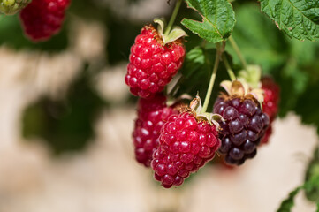 Immature raspberries and blackberries on the garden in the spring