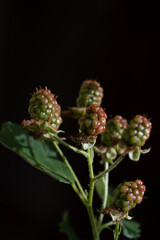Immature raspberries and blackberries on the garden in the spring