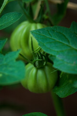 Immature tomatoes plant in the farm in the summer
