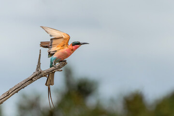 Take of of a Southern Carmine Bee-eater This Caemine Bee-eater (Merops nubicoides) was flying away from a tree in Kruger National Park in South Africa