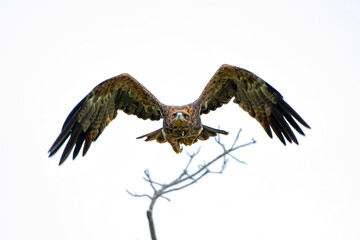 Take off of a Tawny Eagle. This Tawny Eagle (Aquila rapax) was flying away frm a tree in the Kruger National Park in South Africa