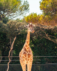 Des animaux de la savanes 