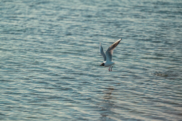 Photos d'oiseaux qui volent dans la nature 