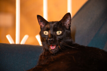 Photographie de chat et chaton 