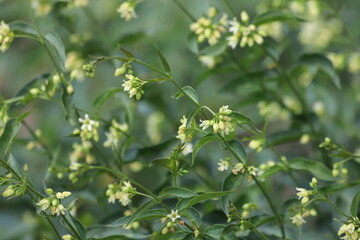 Obraz premium Vincetoxicum hirundinaria. Close up of white swallow wort.