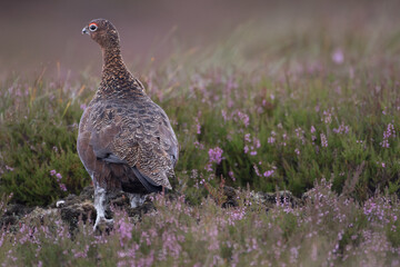 Red grouse, male cock bird facing left stood in colourful purple heather on Grouse Moor in Yorkshire, England, UK. Blurred, clean, green background. Scientific name: Lagopus lagopus. Space for copy.