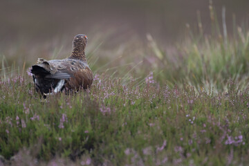 Red grouse, male cock bird facing left stood in colourful purple heather on Grouse Moor in Yorkshire, England, UK. Blurred, clean, green background. Scientific name: Lagopus lagopus. Space for copy.