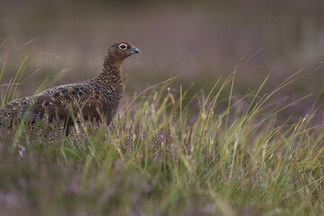 Red grouse, male cock bird facing left stood in colourful purple heather on Grouse Moor in Yorkshire, England, UK. Blurred, clean, green background. Scientific name: Lagopus lagopus. Space for copy.