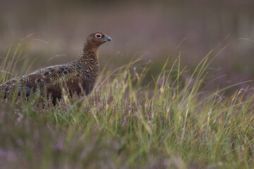 Red grouse, male cock bird facing left stood in colourful purple heather on Grouse Moor in Yorkshire, England, UK. Blurred, clean, green background. Scientific name: Lagopus lagopus. Space for copy.