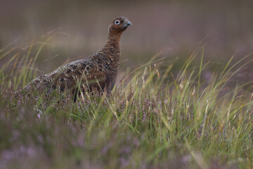 Red grouse, male cock bird facing left stood in colourful purple heather on Grouse Moor in Yorkshire, England, UK. Blurred, clean, green background. Scientific name: Lagopus lagopus. Space for copy.