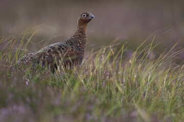 Red grouse, male cock bird facing left stood in colourful purple heather on Grouse Moor in Yorkshire, England, UK. Blurred, clean, green background. Scientific name: Lagopus lagopus. Space for copy.