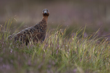 Red grouse, male cock bird facing left stood in colourful purple heather on Grouse Moor in Yorkshire, England, UK. Blurred, clean, green background. Scientific name: Lagopus lagopus. Space for copy.