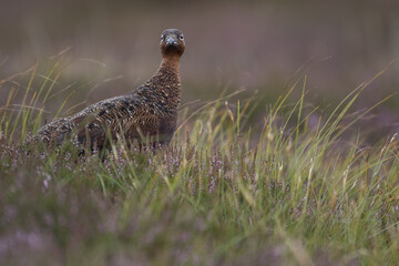 Red grouse, male cock bird facing left stood in colourful purple heather on Grouse Moor in Yorkshire, England, UK. Blurred, clean, green background. Scientific name: Lagopus lagopus. Space for copy.