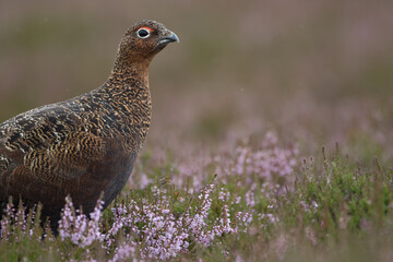 Red grouse, male cock bird facing left stood in colourful purple heather on Grouse Moor in Yorkshire, England, UK. Blurred, clean, green background. Scientific name: Lagopus lagopus. Space for copy.