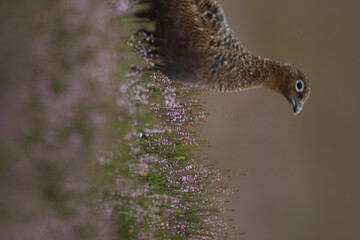 Red grouse, male cock bird facing left stood in colourful purple heather on Grouse Moor in Yorkshire, England, UK. Blurred, clean, green background. Scientific name: Lagopus lagopus. Space for copy.