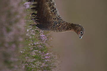 Red grouse, male cock bird facing left stood in colourful purple heather on Grouse Moor in Yorkshire, England, UK. Blurred, clean, green background. Scientific name: Lagopus lagopus. Space for copy. © JTP Photography