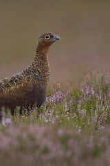 Red grouse, male cock bird facing left stood in colourful purple heather on Grouse Moor in Yorkshire, England, UK. Blurred, clean, green background. Scientific name: Lagopus lagopus. Space for copy.
