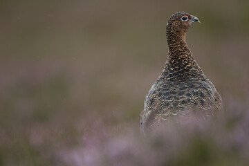Red grouse, male cock bird facing left stood in colourful purple heather on Grouse Moor in Yorkshire, England, UK. Blurred, clean, green background. Scientific name: Lagopus lagopus. Space for copy.