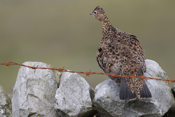 Red grouse, male cock bird facing left stood in colourful purple heather on Grouse Moor in Yorkshire, England, UK. Blurred, clean, green background. Scientific name: Lagopus lagopus. Space for copy.