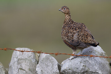 Red grouse, male cock bird facing left stood in colourful purple heather on Grouse Moor in Yorkshire, England, UK. Blurred, clean, green background. Scientific name: Lagopus lagopus. Space for copy.