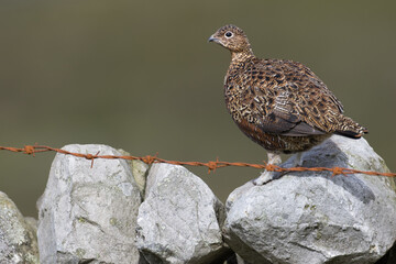 Red grouse, male cock bird facing left stood in colourful purple heather on Grouse Moor in Yorkshire, England, UK. Blurred, clean, green background. Scientific name: Lagopus lagopus. Space for copy.