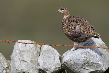Red grouse, male cock bird facing left stood in colourful purple heather on Grouse Moor in Yorkshire, England, UK. Blurred, clean, green background. Scientific name: Lagopus lagopus. Space for copy.