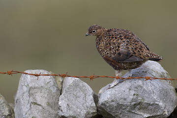 Red grouse, male cock bird facing left stood in colourful purple heather on Grouse Moor in Yorkshire, England, UK. Blurred, clean, green background. Scientific name: Lagopus lagopus. Space for copy.