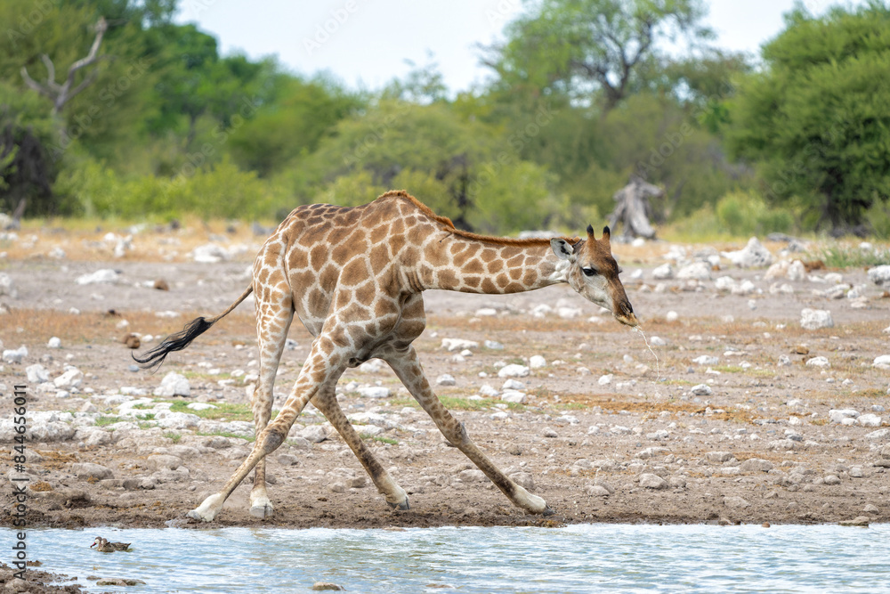 Poster Drinking giraffe in a waterhole in the very dry and big Etosha National Park in Namibia