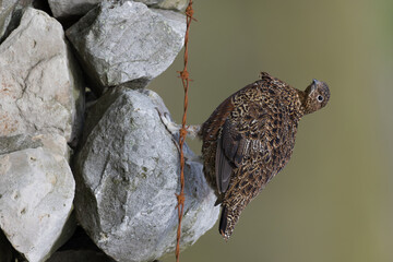 Red grouse, male cock bird facing left stood in colourful purple heather on Grouse Moor in Yorkshire, England, UK. Blurred, clean, green background. Scientific name: Lagopus lagopus. Space for copy.