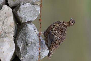 Red grouse, male cock bird facing left stood in colourful purple heather on Grouse Moor in Yorkshire, England, UK. Blurred, clean, green background. Scientific name: Lagopus lagopus. Space for copy.