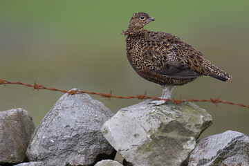 Red grouse, male cock bird facing left stood in colourful purple heather on Grouse Moor in Yorkshire, England, UK. Blurred, clean, green background. Scientific name: Lagopus lagopus. Space for copy.