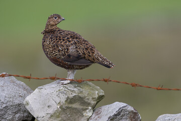 Red grouse, male cock bird facing left stood in colourful purple heather on Grouse Moor in Yorkshire, England, UK. Blurred, clean, green background. Scientific name: Lagopus lagopus. Space for copy.