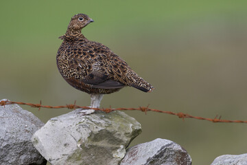 Red grouse, male cock bird facing left stood in colourful purple heather on Grouse Moor in Yorkshire, England, UK. Blurred, clean, green background. Scientific name: Lagopus lagopus. Space for copy.