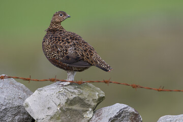 Red grouse, male cock bird facing left stood in colourful purple heather on Grouse Moor in Yorkshire, England, UK. Blurred, clean, green background. Scientific name: Lagopus lagopus. Space for copy.
