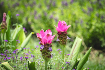 Obraz premium Close up where Siam Tulip blooms in the green meadow