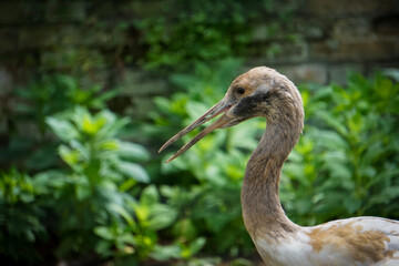 Close-up of bird perching outdoors