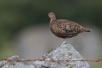 Red grouse, male cock bird facing left stood in colourful purple heather on Grouse Moor in Yorkshire, England, UK. Blurred, clean, green background. Scientific name: Lagopus lagopus. Space for copy.