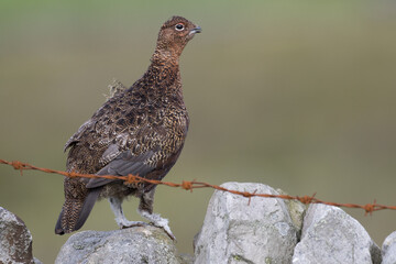 Red grouse, male cock bird facing left stood in colourful purple heather on Grouse Moor in Yorkshire, England, UK. Blurred, clean, green background. Scientific name: Lagopus lagopus. Space for copy.
