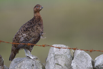 Red grouse, male cock bird facing left stood in colourful purple heather on Grouse Moor in Yorkshire, England, UK. Blurred, clean, green background. Scientific name: Lagopus lagopus. Space for copy.