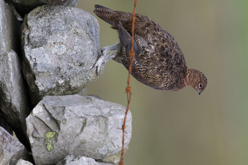 Red grouse, male cock bird facing left stood in colourful purple heather on Grouse Moor in Yorkshire, England, UK. Blurred, clean, green background. Scientific name: Lagopus lagopus. Space for copy.