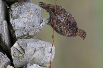 Red grouse, male cock bird facing left stood in colourful purple heather on Grouse Moor in Yorkshire, England, UK. Blurred, clean, green background. Scientific name: Lagopus lagopus. Space for copy.