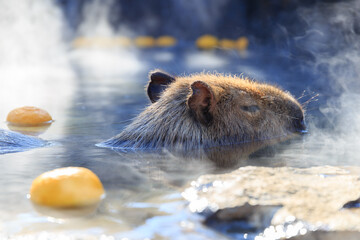 柚子の浮いた温泉に浸かるカピバラ
